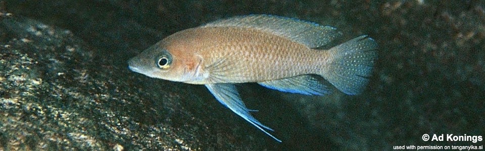 Neolamprologus leleupi 'Milima Island'