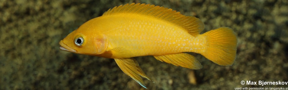 Neolamprologus leleupi 'Talama'