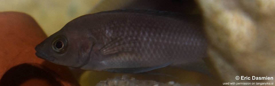 Neolamprologus leleupi 'Wimbi'