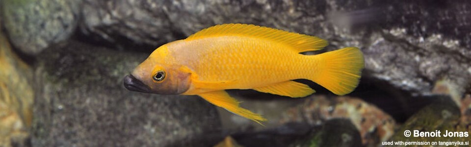Neolamprologus leleupi (Black Throat)