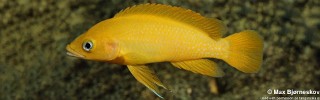 Neolamprologus leleupi 'Talama'.jpg