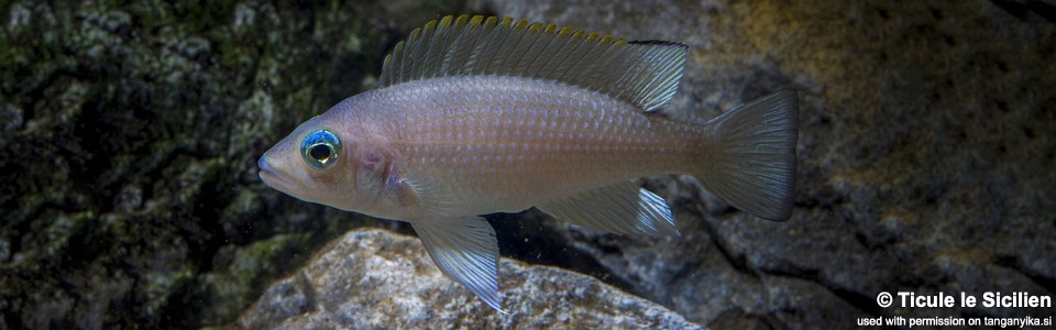 Neolamprologus leloupi 'Cape Tembwe'