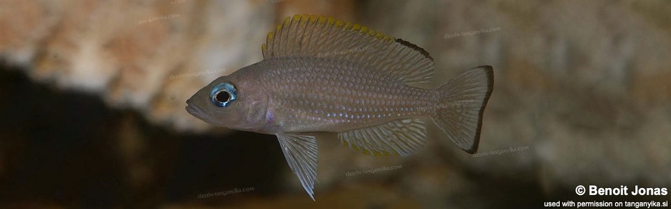 Neolamprologus leloupi 'Kitumba'