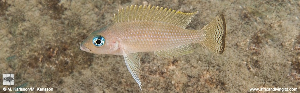 Neolamprologus leloupi 'Lyamembe'