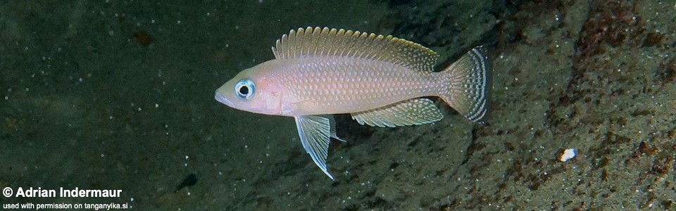 Neolamprologus leloupi 'Nkwasi Point'