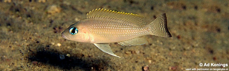 Neolamprologus leloupi 'Sibwesa'