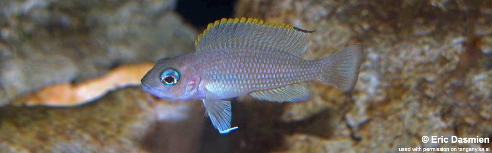 Neolamprologus leloupi 'Tembwe (Deux)'