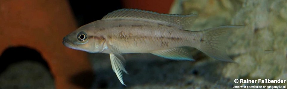 Neolamprologus longicaudatus 'Kavala Island'