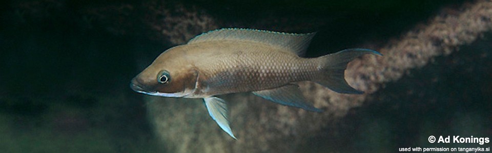 Neolamprologus longicaudatus 'Milima Island'