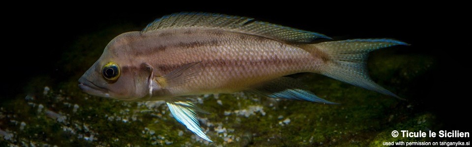 Neolamprologus longicaudatus (unknown locality)