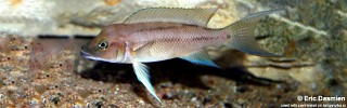 Neolamprologus longicaudatus 'Ubwari'.jpg