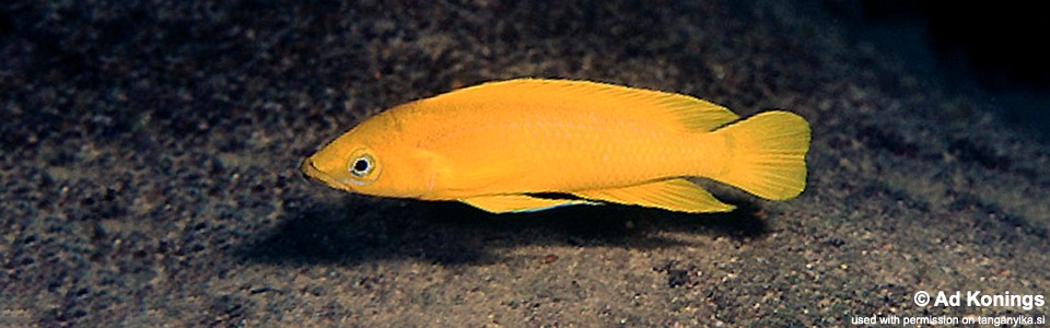 Neolamprologus longior 'Bulu Point'