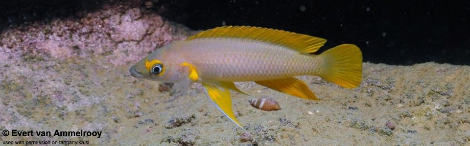 Neolamprologus longior 'Cape Kabogo'