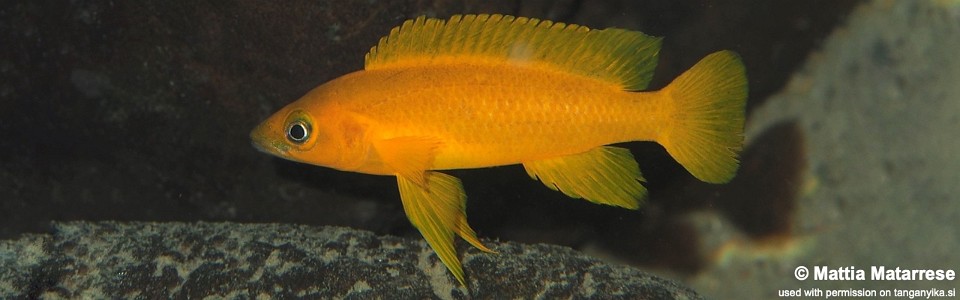 Neolamprologus longior 'Ifala Village'