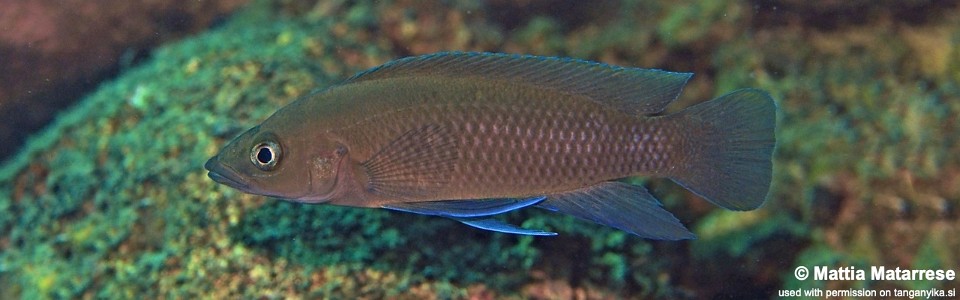 Neolamprologus longior 'Kalugunga'