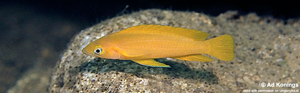 Neolamprologus longior 'Karilani Island'