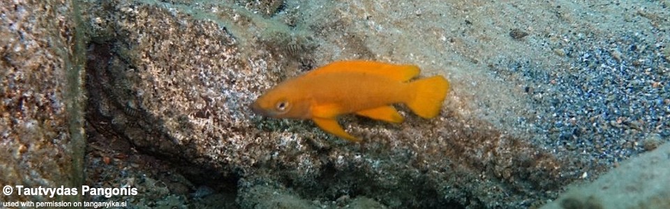 Neolamprologus longior 'Katumbi Point'