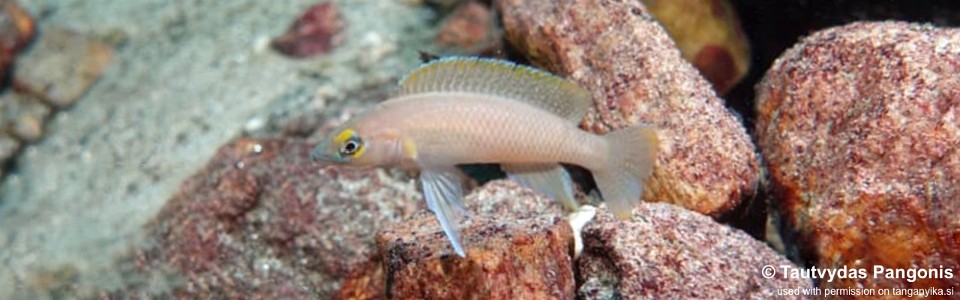 Neolamprologus longior 'Miyako Point'