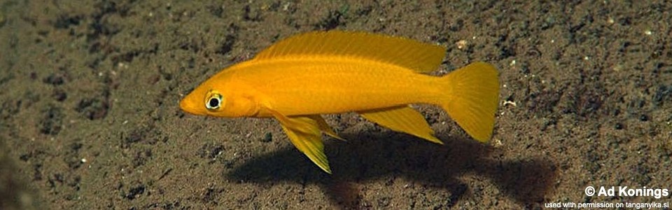 Neolamprologus longior 'Segunga'