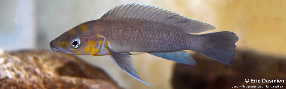 Neolamprologus longior 'Sibwesa'