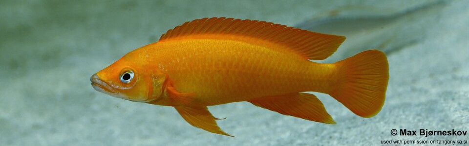 Neolamprologus longior (unknown locality)