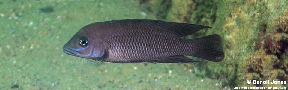 Neolamprologus cf. modestus 'Kasanga'