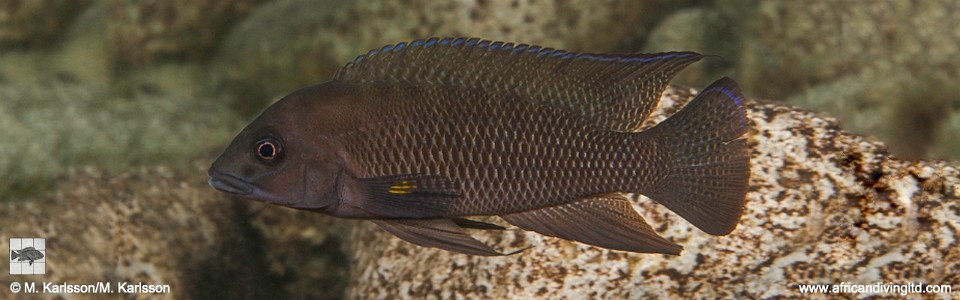 Neolamprologus cf. modestus 'Kasola Island'