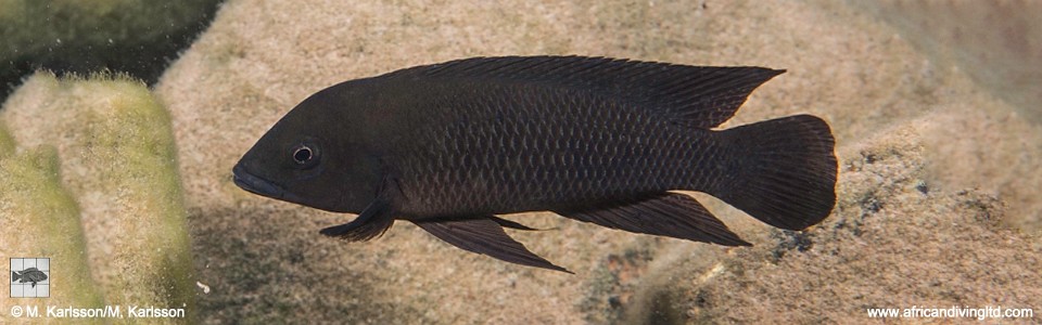 Neolamprologus cf. modestus 'Kitawe'