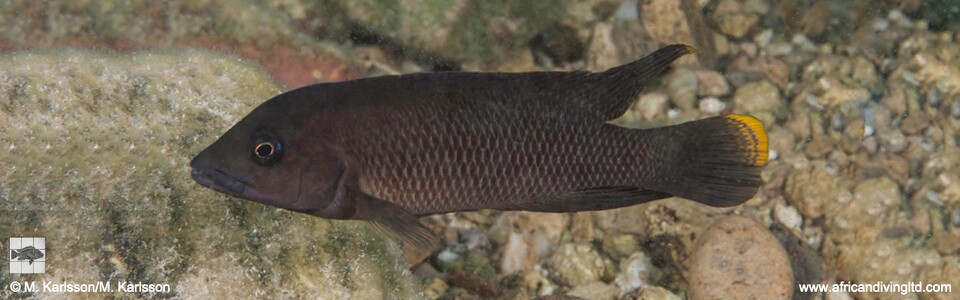 Neolamprologus cf. modestus 'Maleza (Mamalesa) Island'