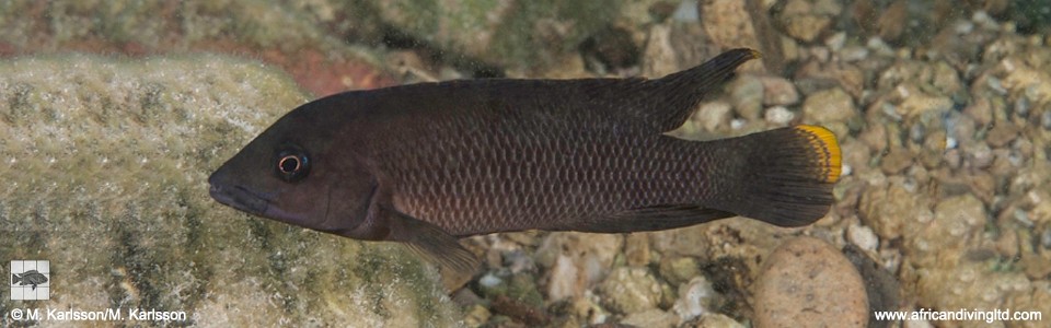 Neolamprologus cf. modestus 'Maleza Island'