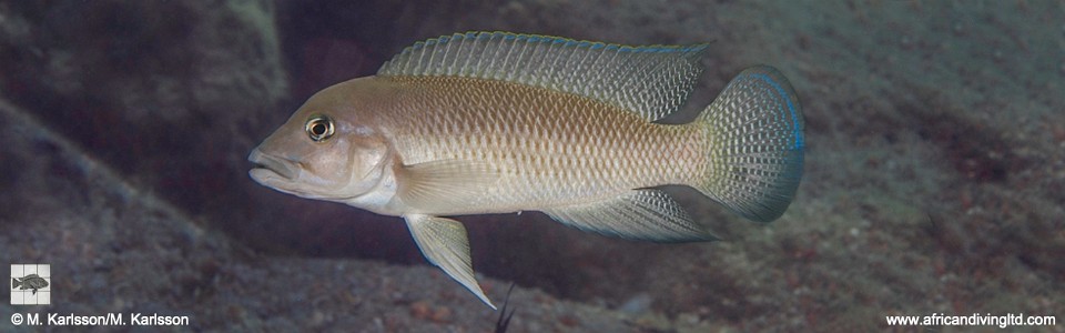 Neolamprologus cf. modestus 'Mbofula Points'