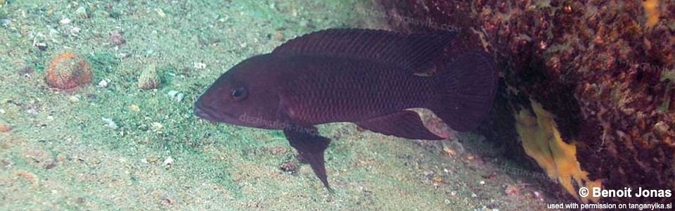 Neolamprologus cf. modestus 'Molwe'