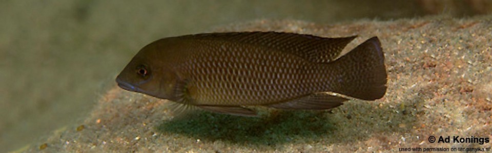 Neolamprologus cf. modestus 'Mtosi Bay'