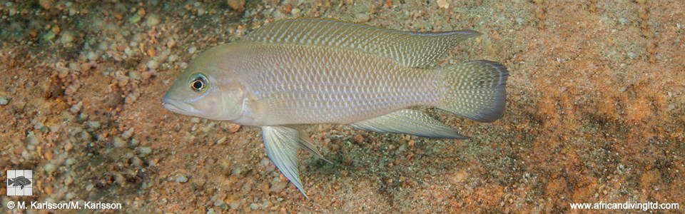 Neolamprologus cf. modestus 'Mtosi Point'