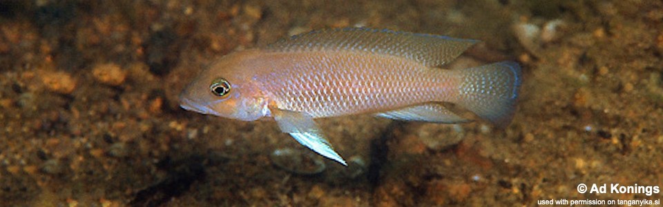 Neolamprologus cf. modestus 'Namansi'