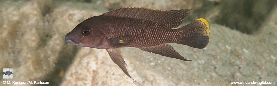 Neolamprologus cf. modestus 'Singa Island'