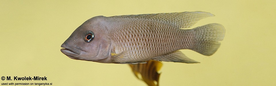 Neolamprologus modestus 'Cameron Bay'