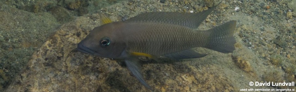 Neolamprologus modestus 'Chibwensolo'