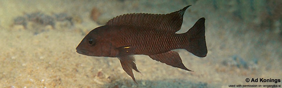 Neolamprologus modestus 'Chisanse'