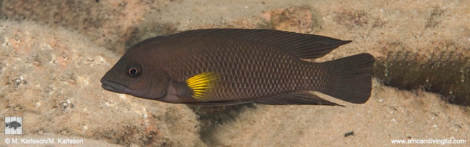 Neolamprologus modestus 'Kambwimba'