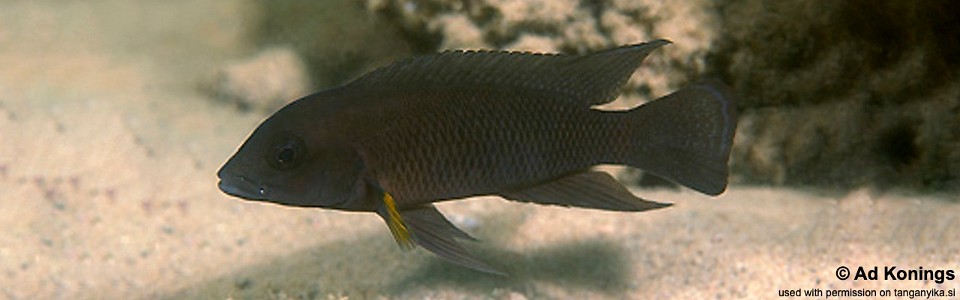 Neolamprologus modestus 'Kasakalawe'