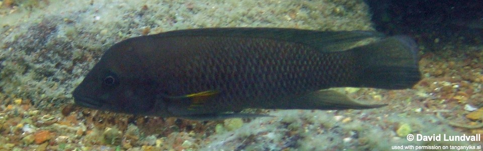 Neolamprologus modestus 'Mbita Island'