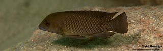 Neolamprologus cf. modestus 'Mtosi Bay'.jpg