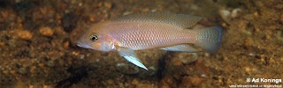 Neolamprologus cf. modestus 'Namansi'.jpg