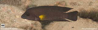 Neolamprologus modestus 'Kambwimba'.jpg