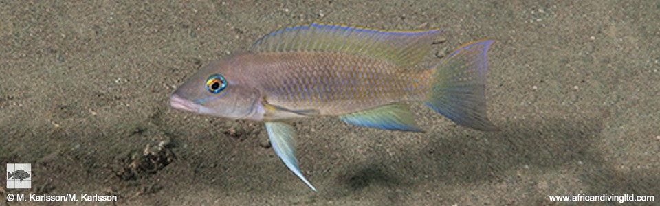 Neolamprologus mondabu 'Cape Kabogo'