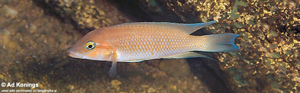 Neolamprologus mondabu 'Cape Tembwe'