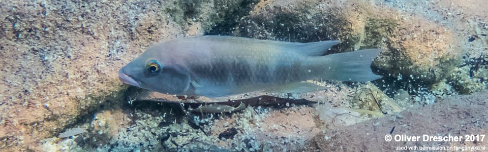 Neolamprologus mondabu 'Jakobsen's Beach'