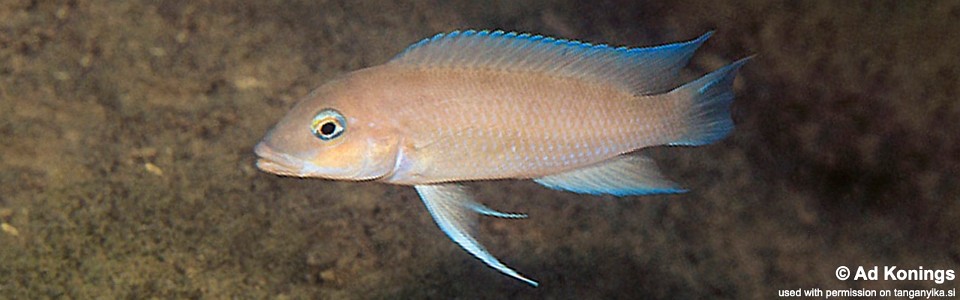 Neolamprologus mondabu 'Kambwebwe'