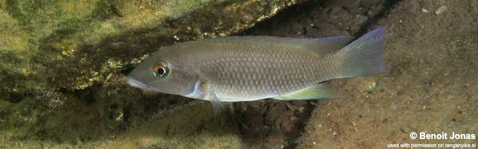 Neolamprologus mondabu 'Karago'